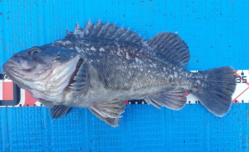 군산 무녀도 산삼1호 체험낚시배 선상낚시에서 잡힌 34cm 우럭