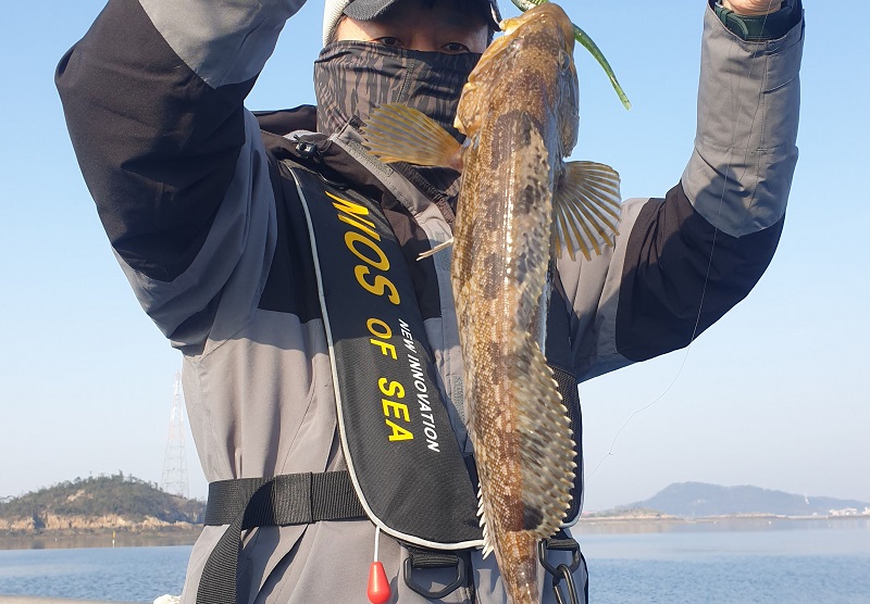 무녀도 시간배 선상낚시에서 웜다운샷에 잡힌 쥐노래미